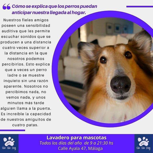 GluGluDog 2